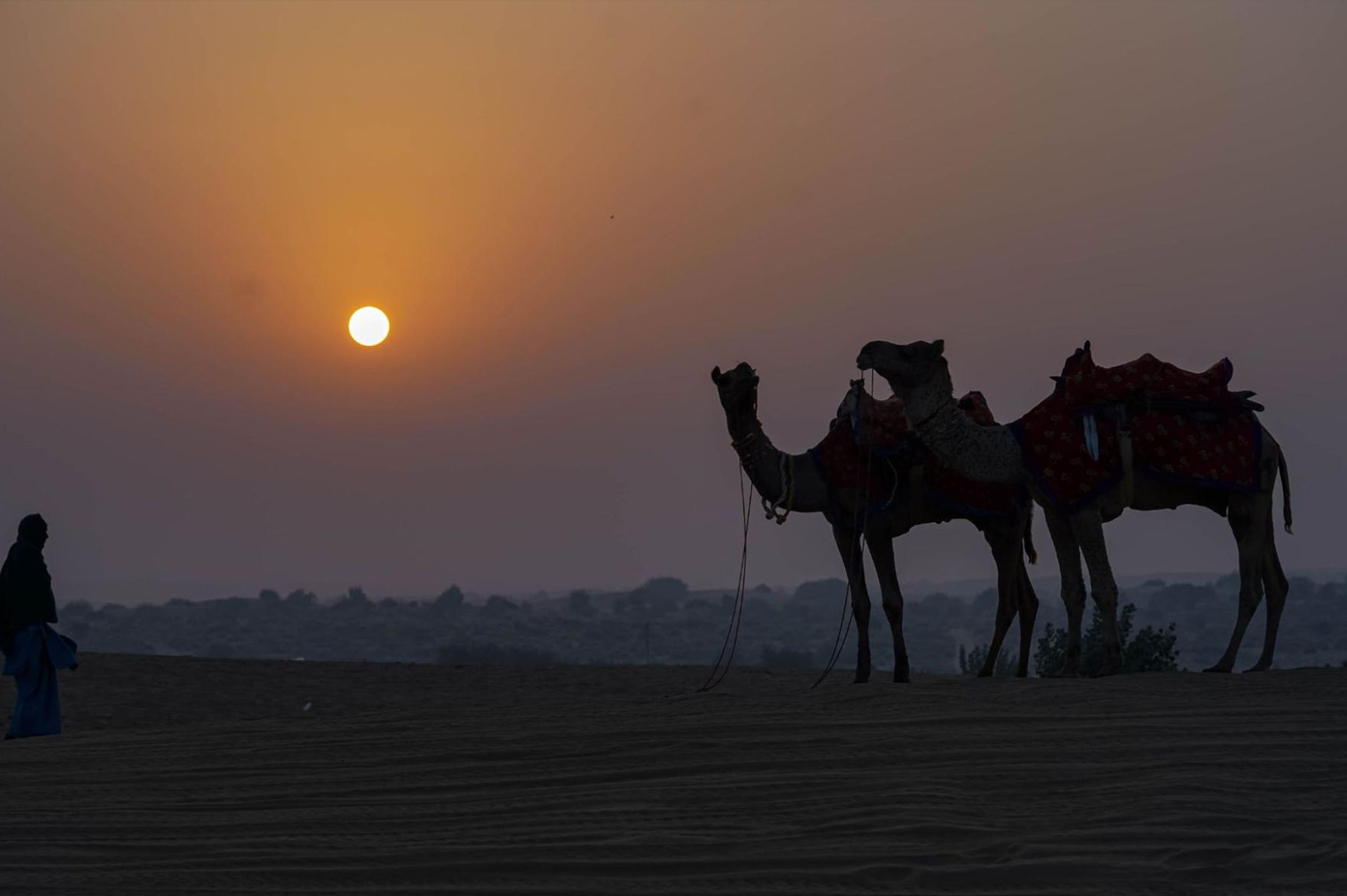 camel safari